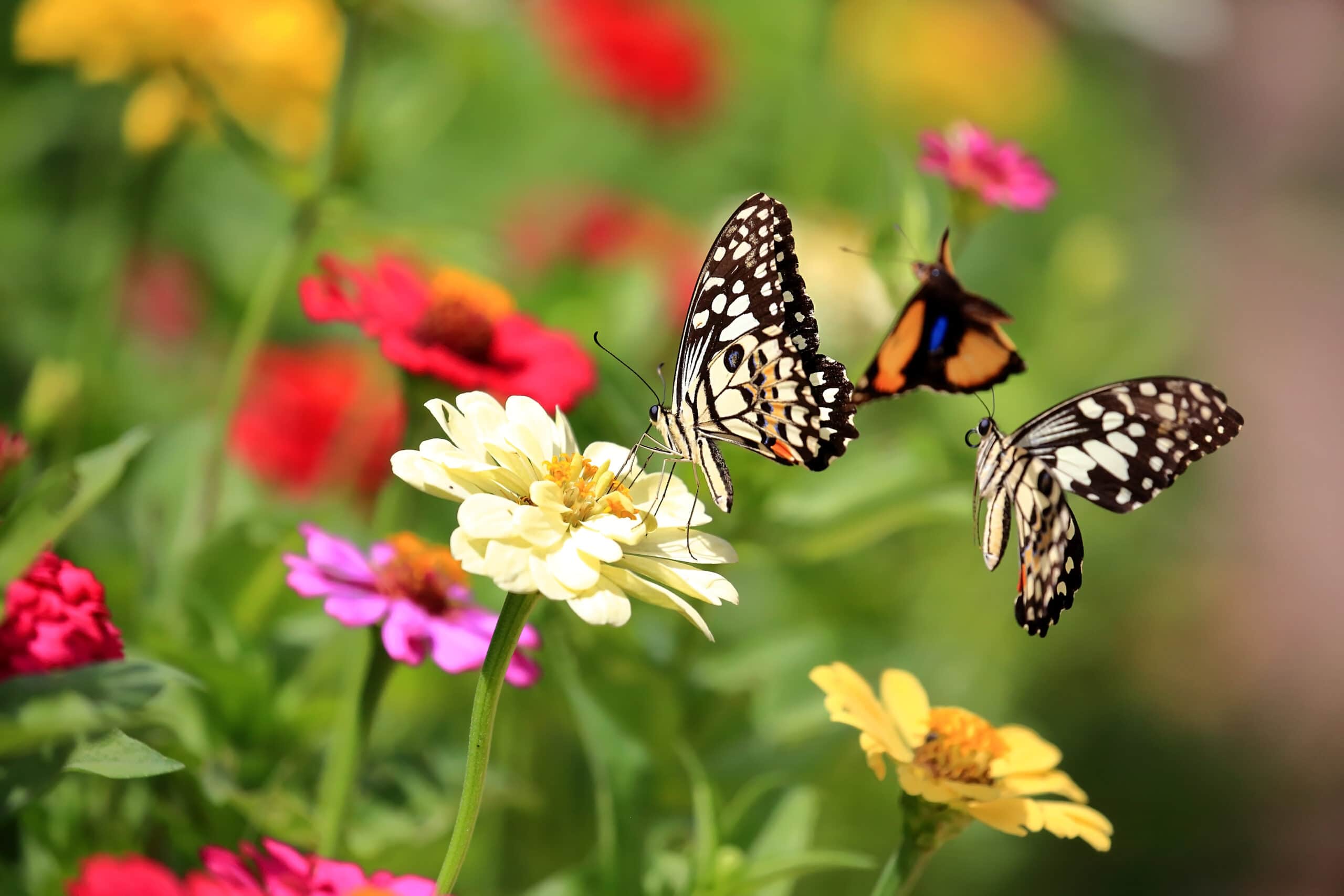 Beautiful,Butterflies,Are,Sucking,Nectar,From,Flowers